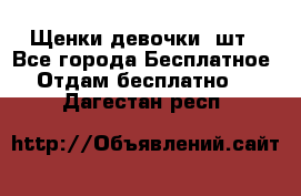 Щенки девочки 4шт - Все города Бесплатное » Отдам бесплатно   . Дагестан респ.